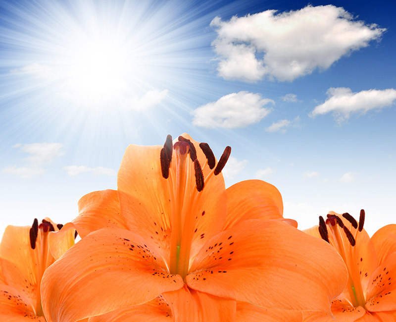 The Ultimate Guide to the 12 Most Durable Cut Flowers